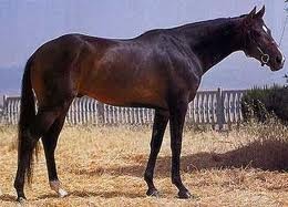 Un cheval de race "anglo arabe"
